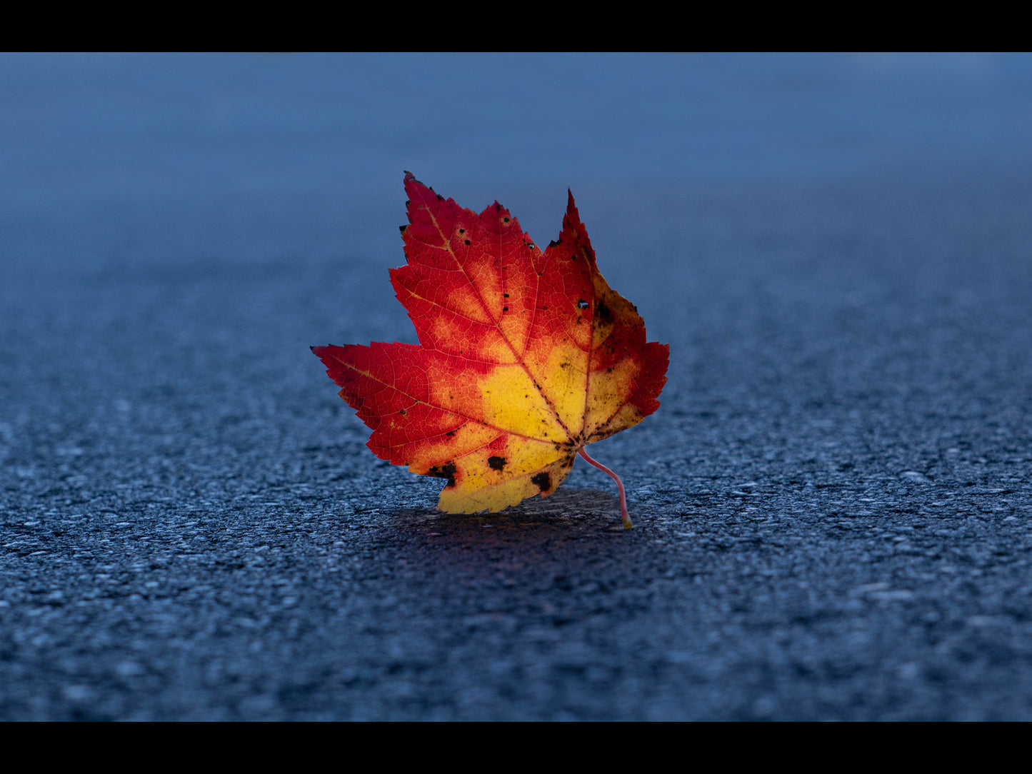 Autumn's Leaf Fine Art Print - (Multiple Sizes!)