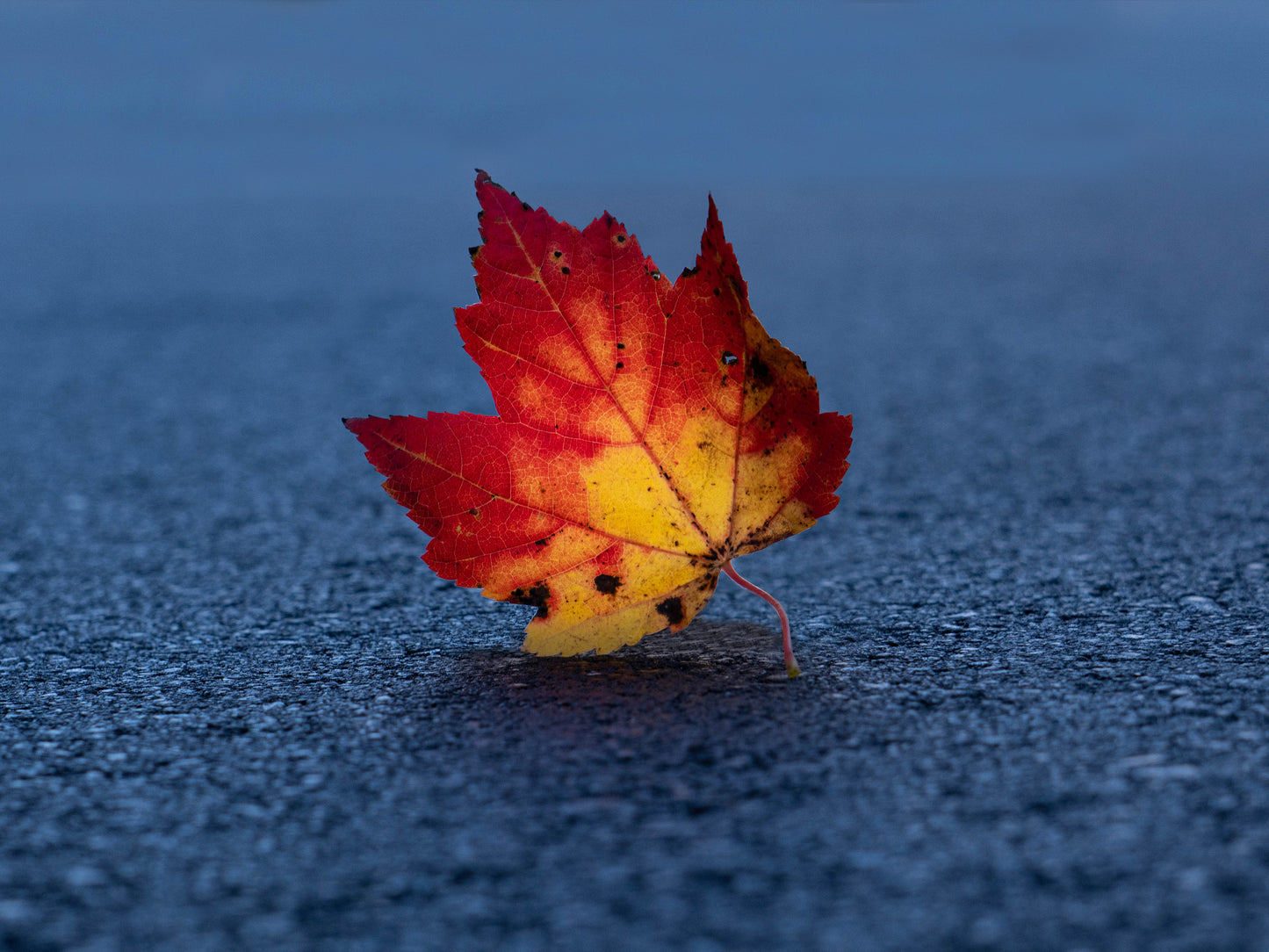 Autumn's Leaf - 4x6 Mini Art Print