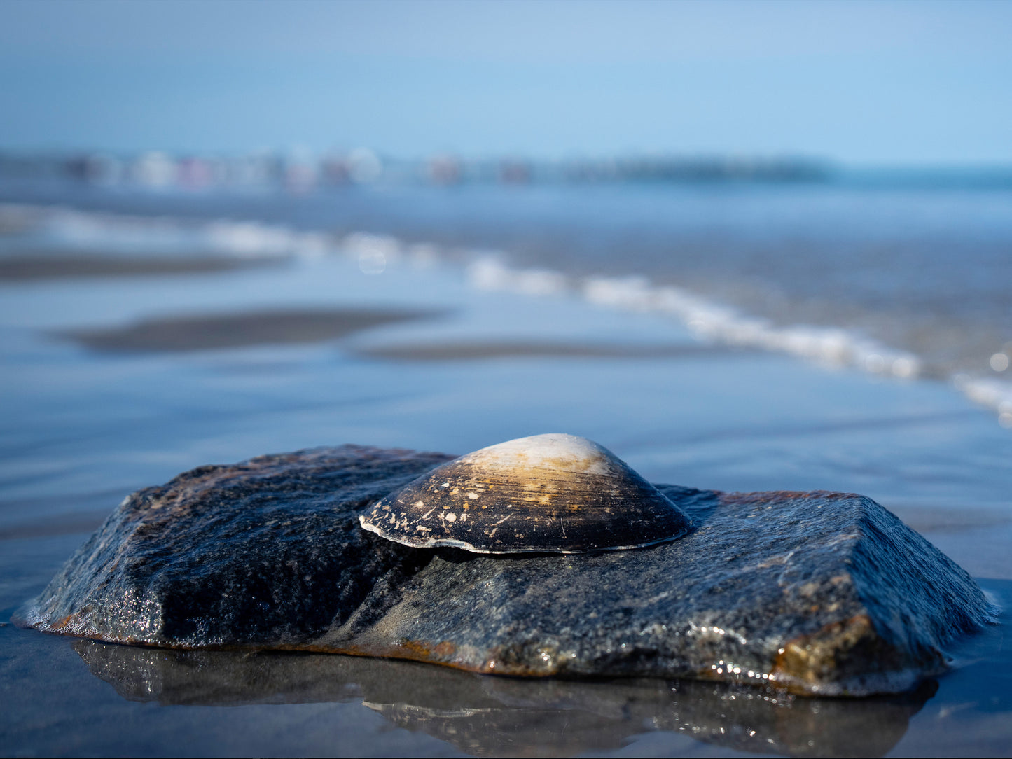 Sea Shell at Hampton Beach, NH - 4x6 Mini Art Print