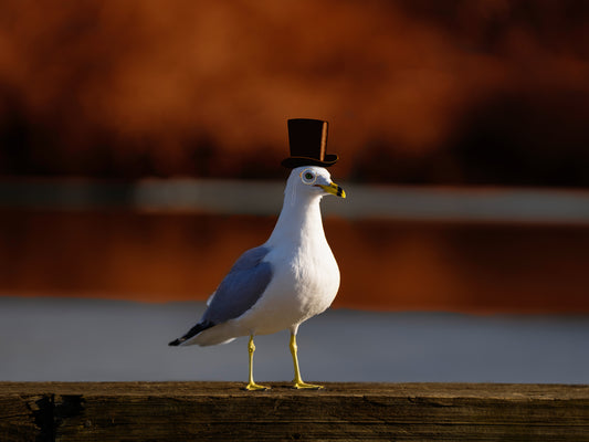 Sir Sebastian von Gull Fine Art Print- (Multiple Sizes!)