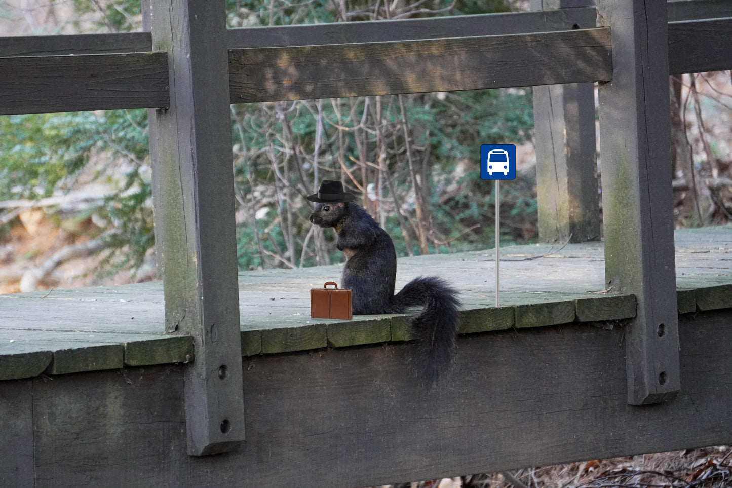 Business Squirrel - 4x6 Mini Art Print
