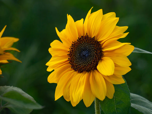 Radiant Sunflower Fine Art Print - (Multiple Sizes!)