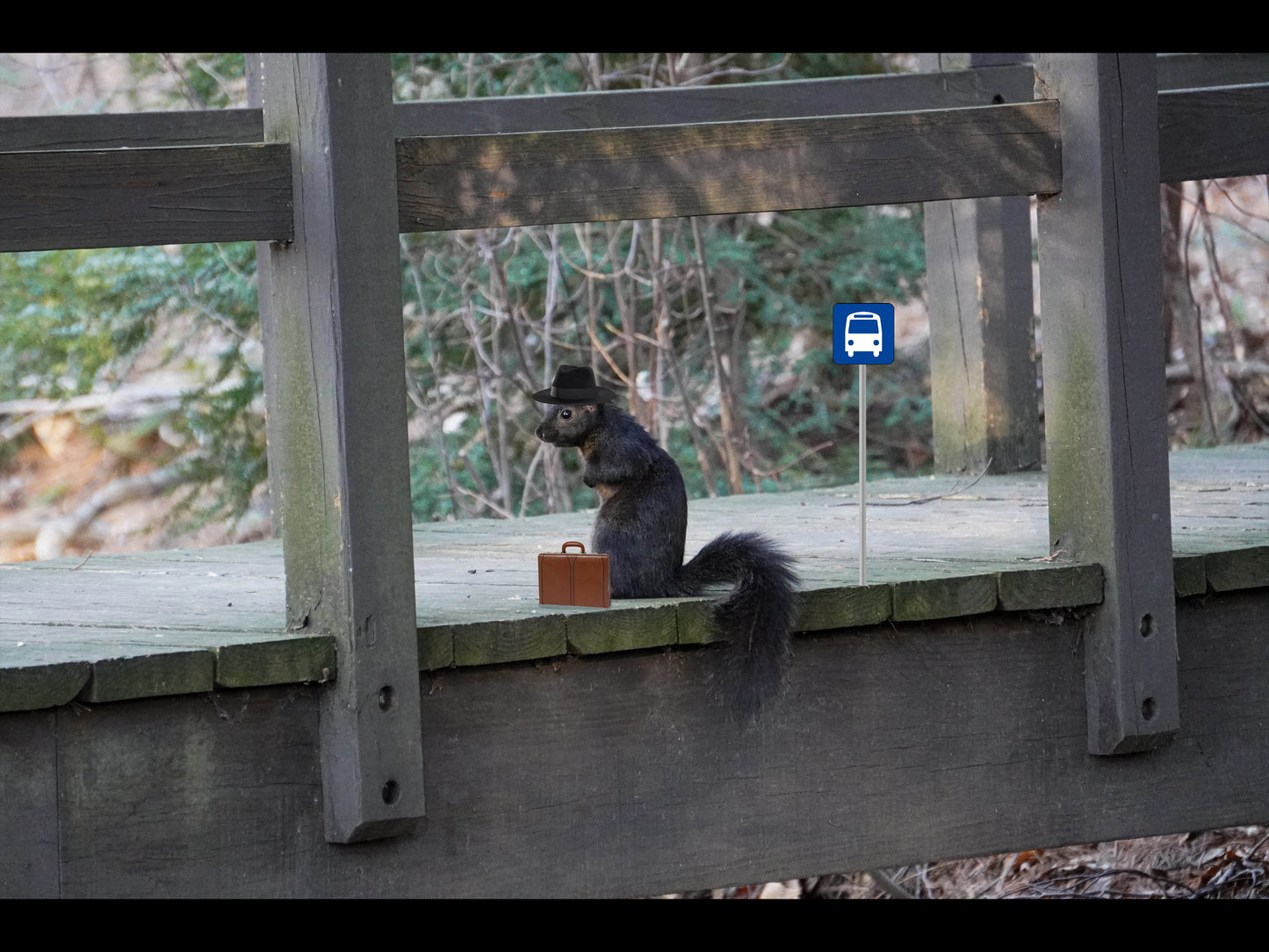 Business Squirrel Fine Art Print - (Multiple Sizes!)