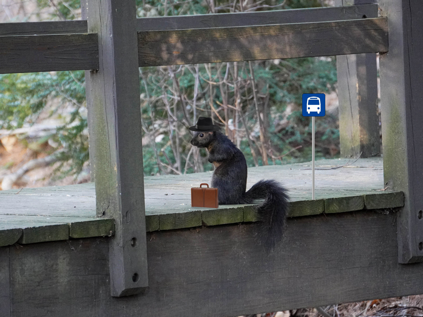 Business Squirrel Fine Art Print - (Multiple Sizes!)