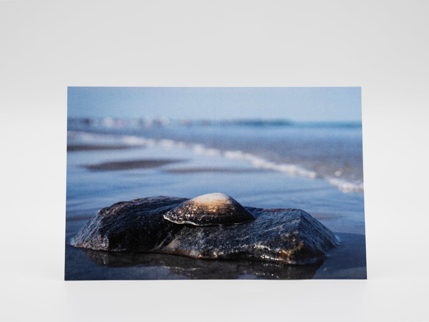 Sea Shell at Hampton Beach, NH - 4x6 Mini Art Print