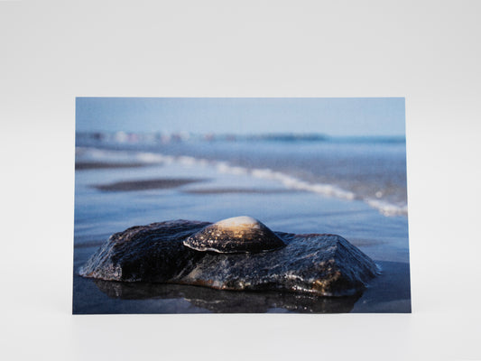 Sea Shell at Hampton Beach, NH - 4x6 Mini Art Print