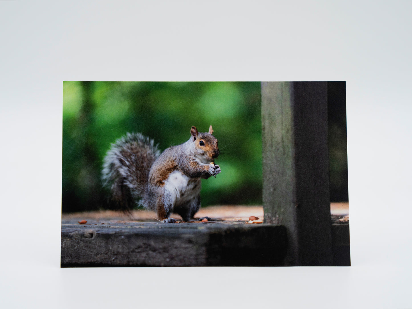 Happy Squirrel in Stanley Park, Westfield, MA - 4x6 Mini Art Print