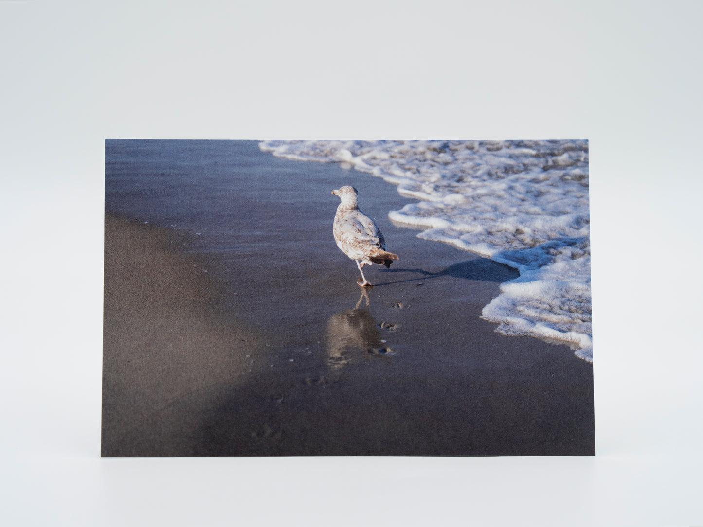 Seagull Footprints at Hampton Beach, NH - 4x6 Mini Art Print