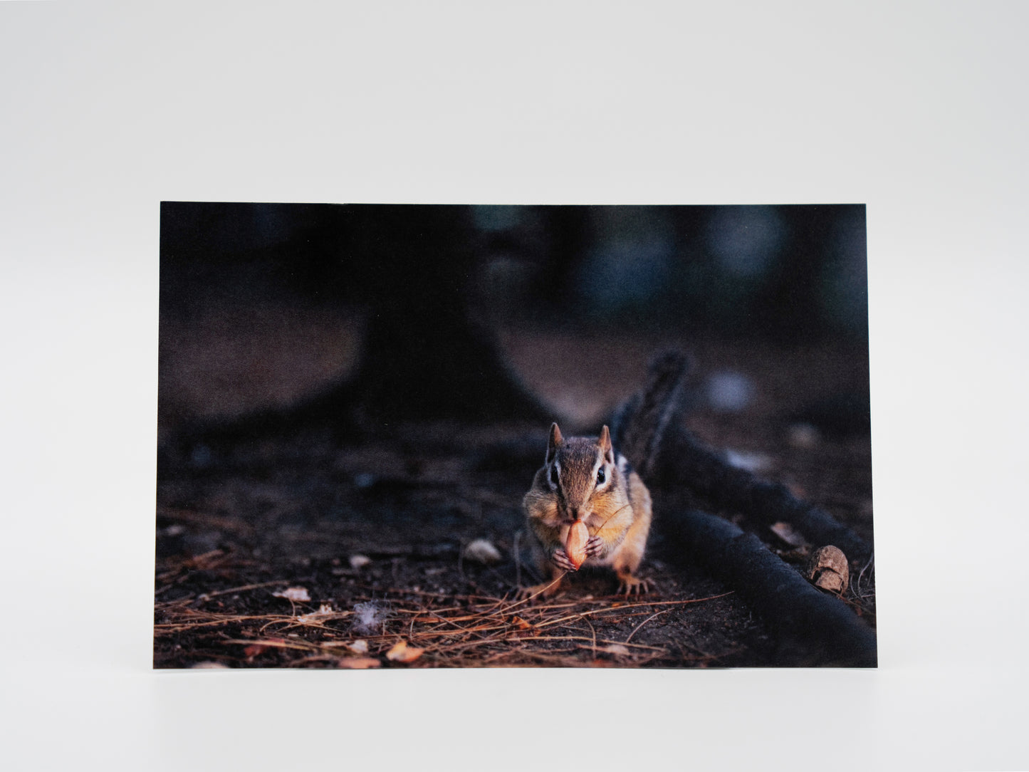 Dinner Time - 4x6 Mini Art Print