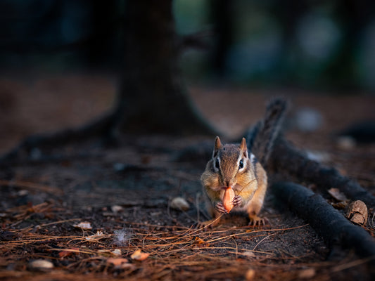 Greeting Card (Blank Inside) - Dinner Time, Stanley Park, Westfield, MA