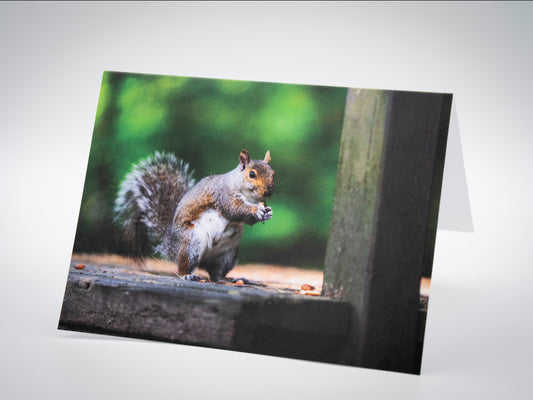 Greeting Card (Blank Inside) - Happy Squirrel, Stanley Park, Westfield, MA
