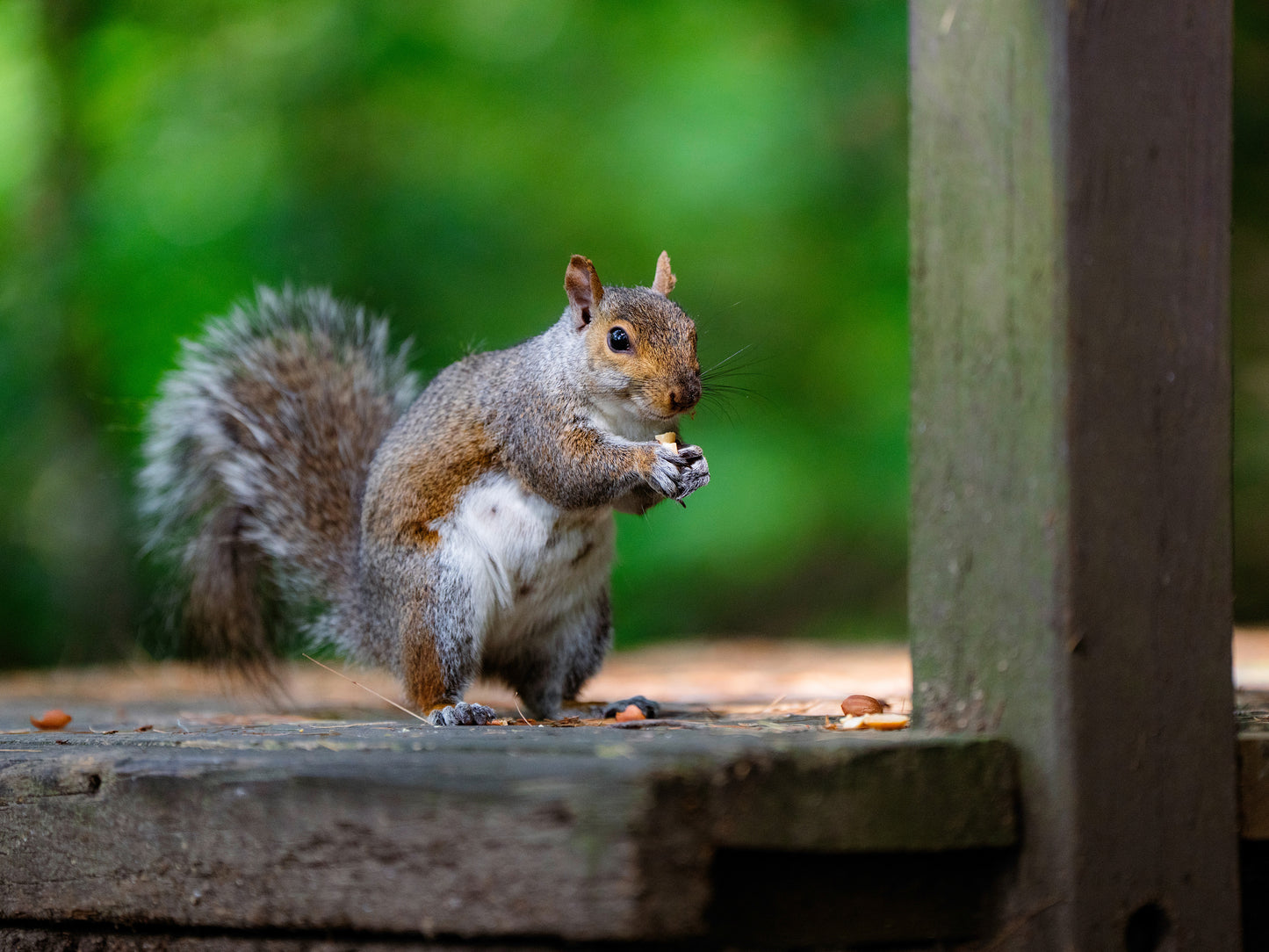 Greeting Card (Blank Inside) - Happy Squirrel, Stanley Park, Westfield, MA