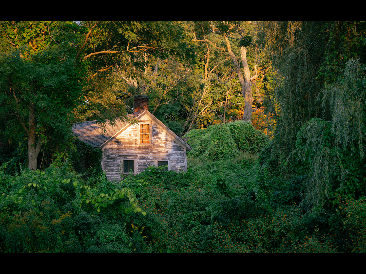 House Hidden in the Leaves Fine Art Print - (Multiple Sizes!)