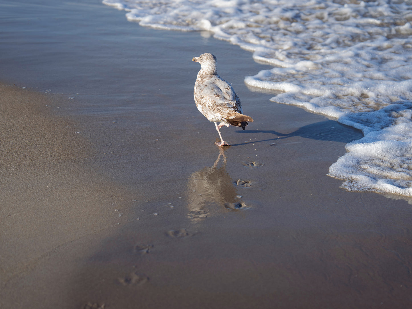 Seagull Footprints at Hampton Beach, NH - 4x6 Mini Art Print
