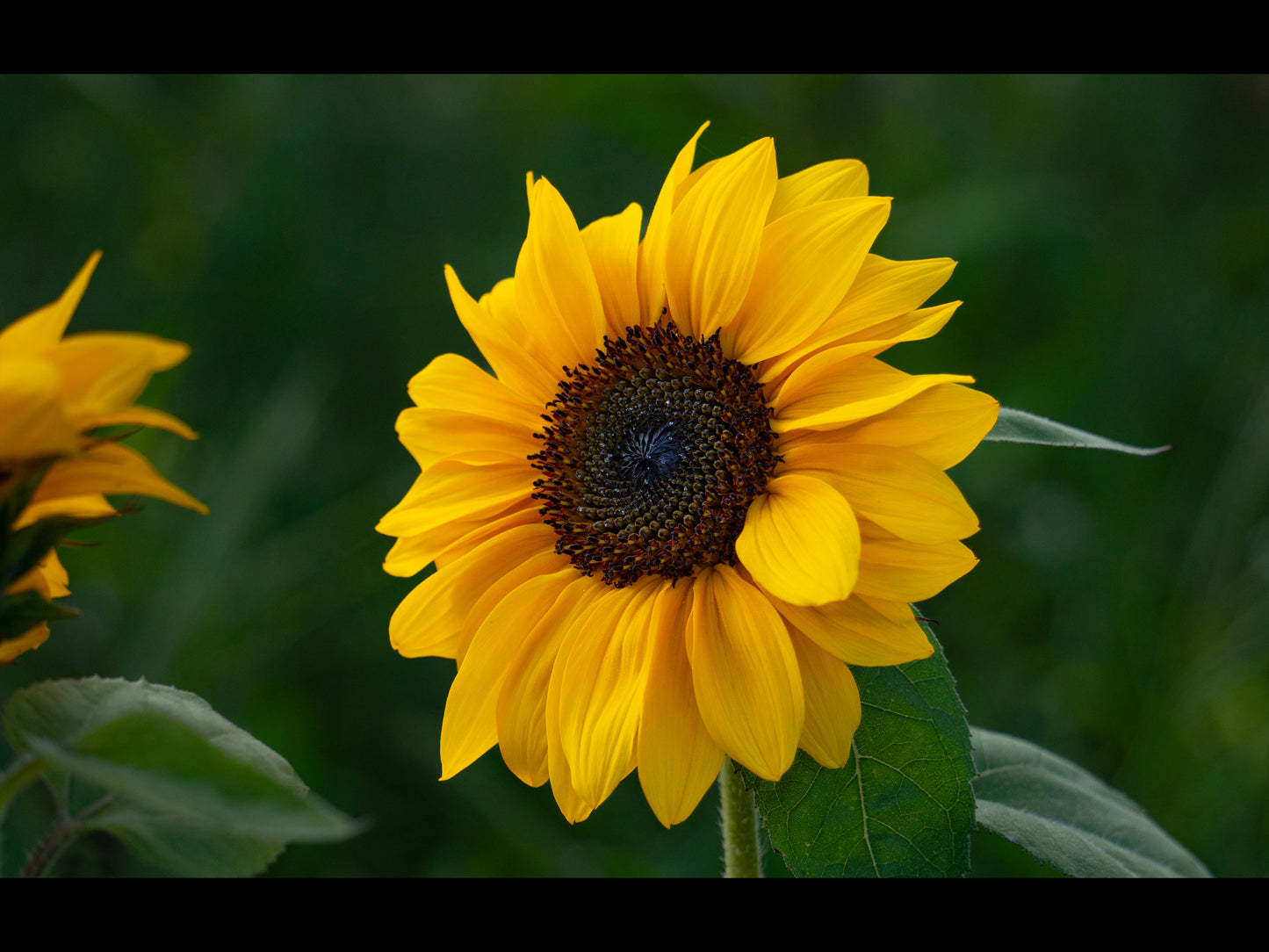 Radiant Sunflower Fine Art Print - (Multiple Sizes!)