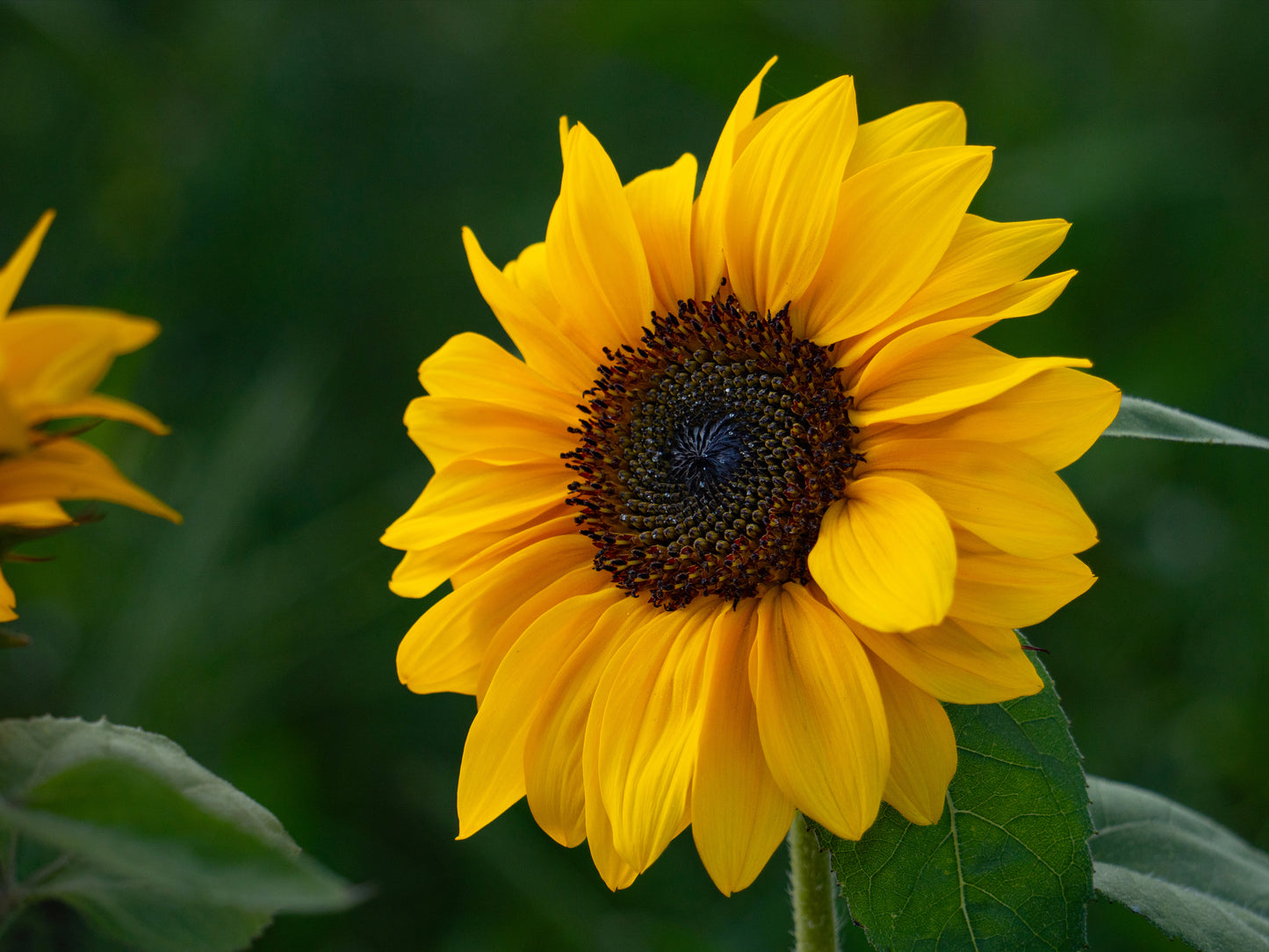 Radiant Sunflower Fine Art Print - (Multiple Sizes!)